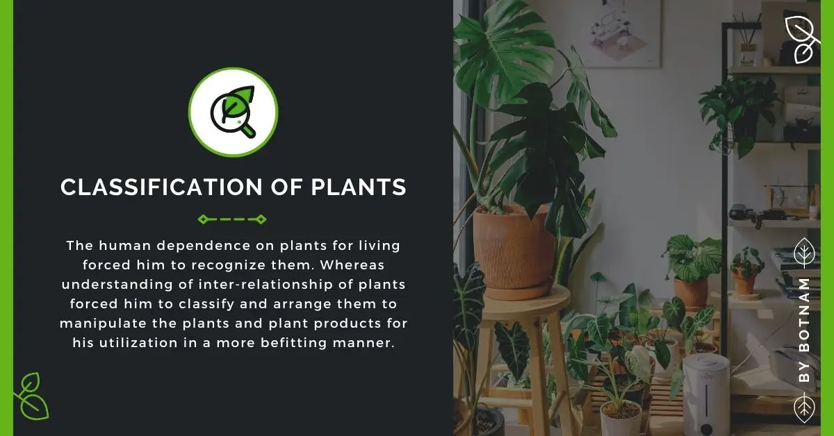 Classification of Plants With Classification Systems 2022