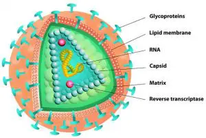 HIV-Virus-Structure-Diagram