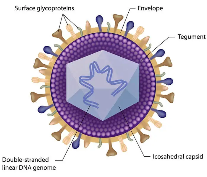 Herpes-Simplex-Virus-Structure-Diagram