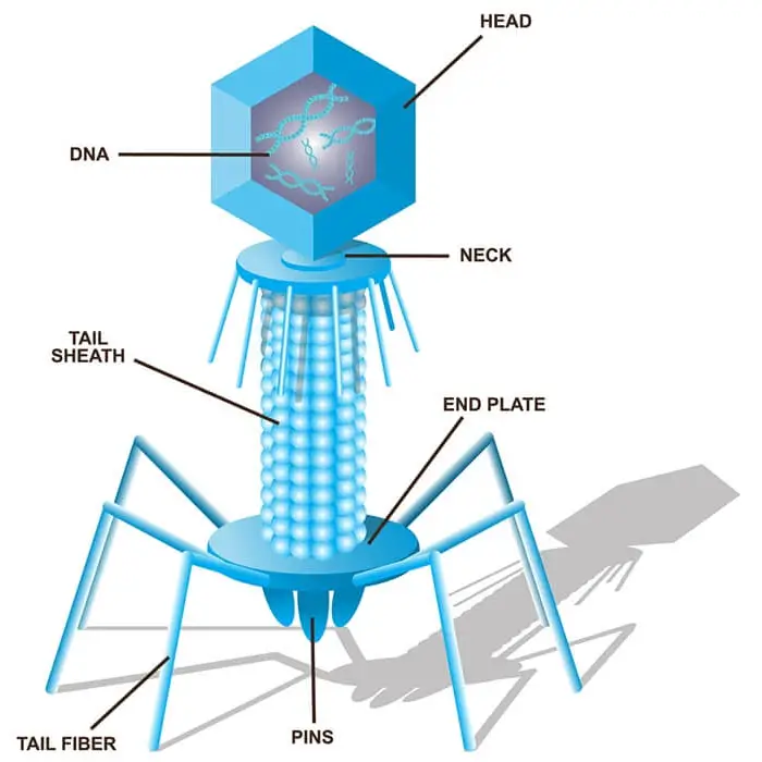 Viruses-Definition-Bacteriophage-T4