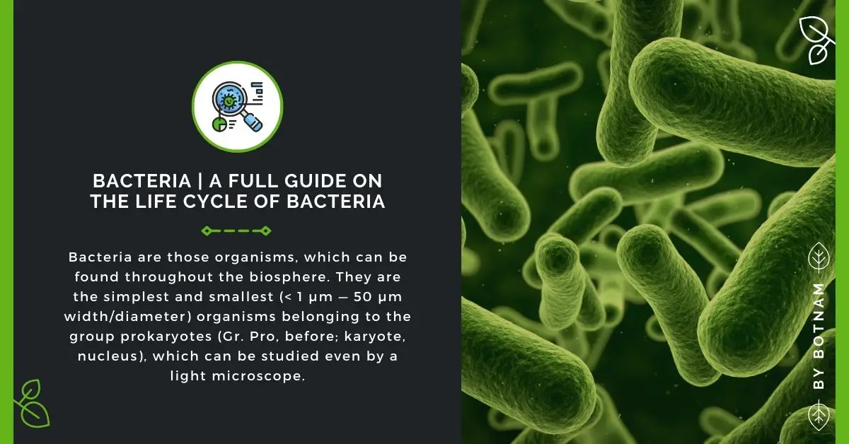 Bacteria Guide | The Life Cycle of Bacteria 2022