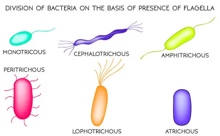 Bacterial-Flagella