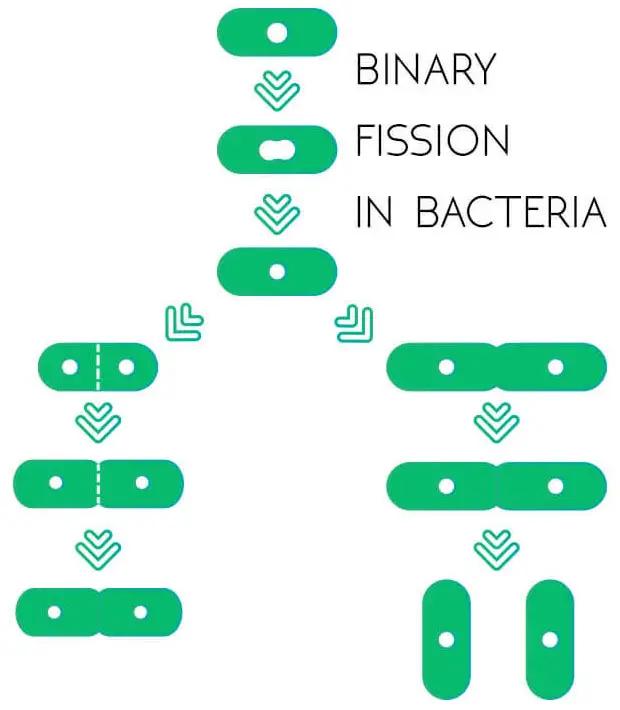 Binary-Fission