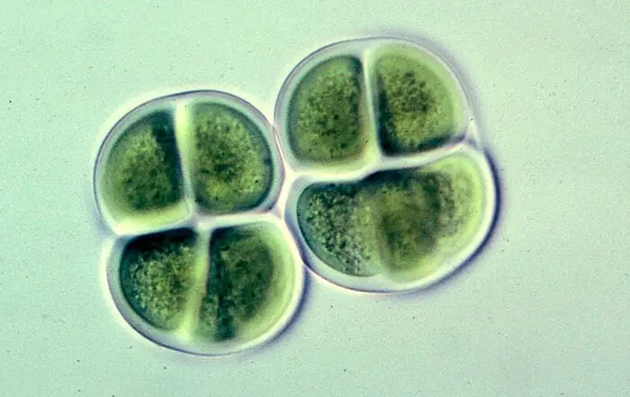 Chroococcus-algae