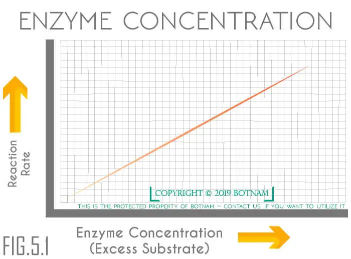 Enzyme-Concentration-Graph