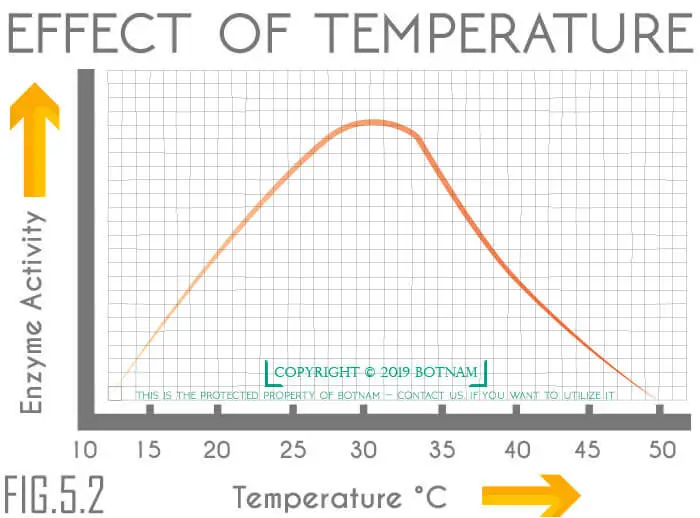 Enzyme-Temperature-Graph