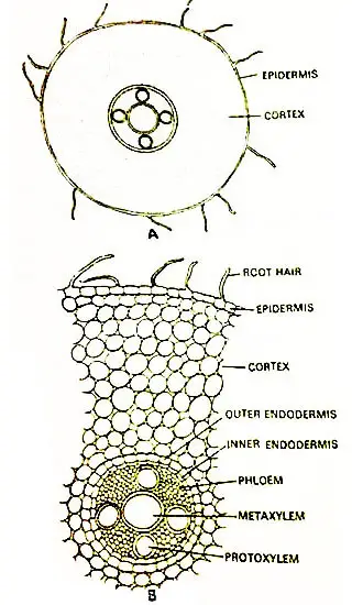Equisetum-Arvense-Anatomy-of-Root