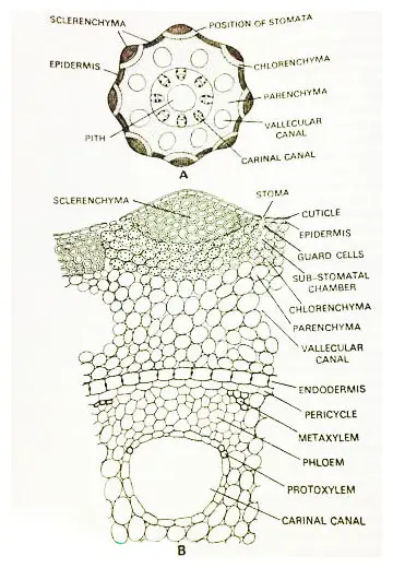 Equisetum-Arvense-Anatomy-of-Stem
