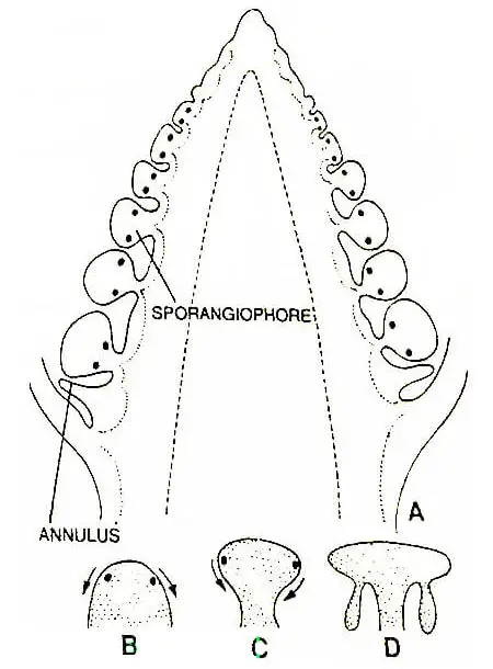 Equisetum-Arvense-Logitudinal-Section-of-Strobilus