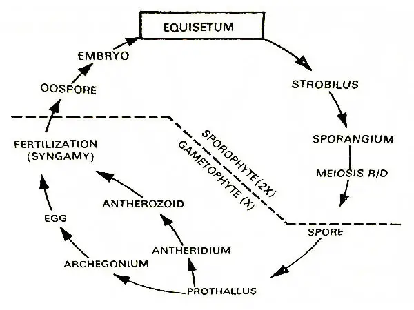 Equisetum-Graphical-Life-Cycle