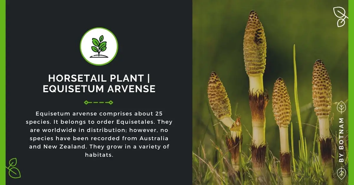 Horsetail Plant | Equisetum Arvense (Guide 2023)