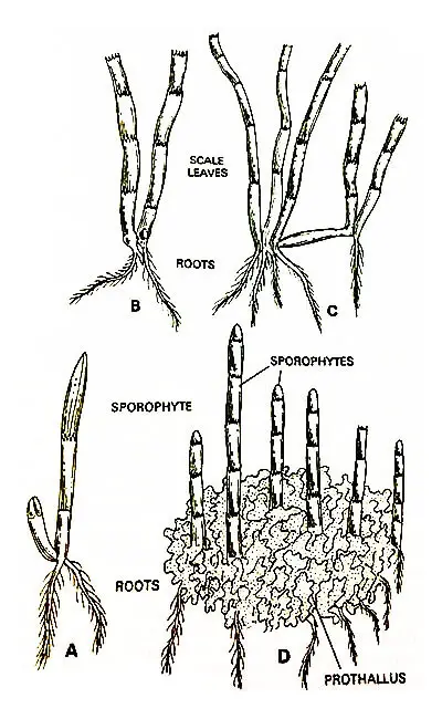 Equisetum-Young-Sporophytes