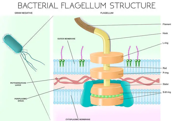 Flagella-of-Gram-Negative-Bacteria
