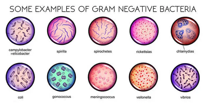 Gram-Negative-Bacteria-Examples