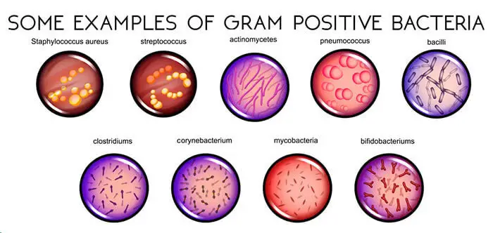 Gram-Positive-Bacteria-Examples