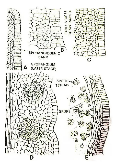 Ophiglossum-Development-of-Sporangium
