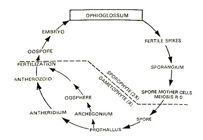 Ophioglossum-Graphic-Life-Cycle