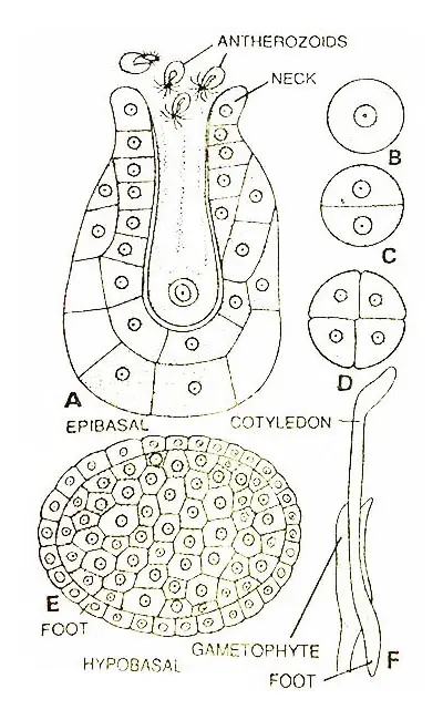 Ophioglossum-Sp-Development-of-Sporophyte