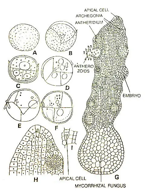 Ophioglossum-Sp-Spore