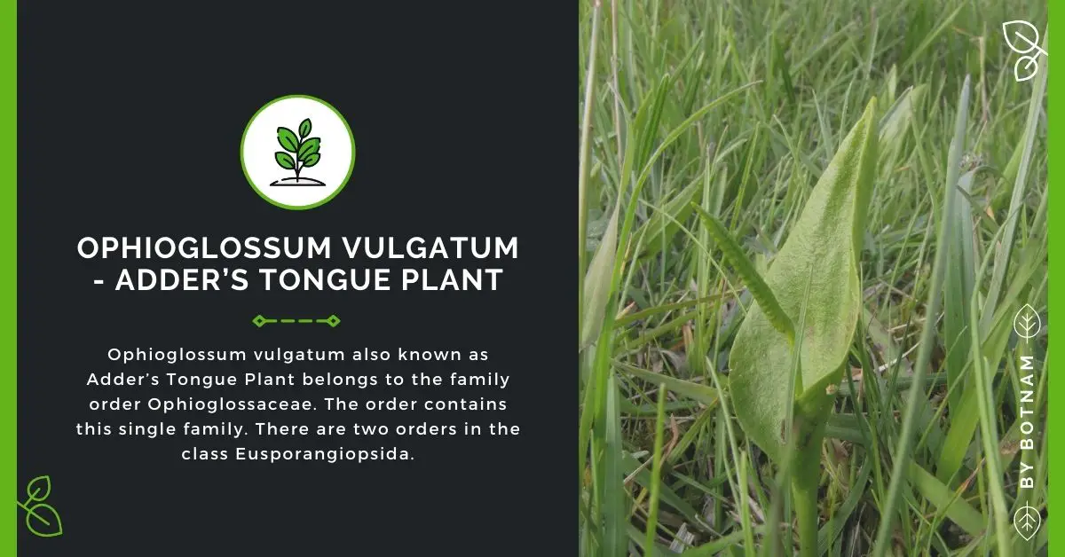 Ophioglossum vulgatum | Adder’s Tongue Plant (2023 Guide)