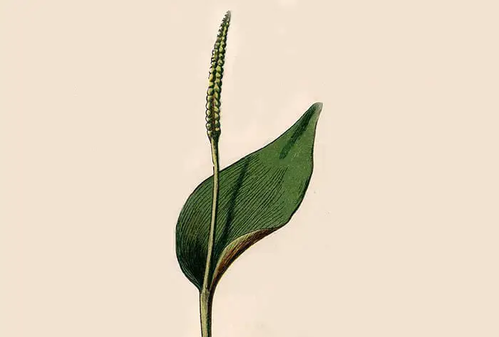 Ophioglossum-vulgatum-Adders-Tongue-Plant