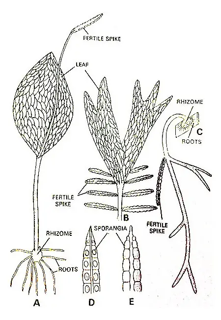 Sporophyte-of-Ophioglossum