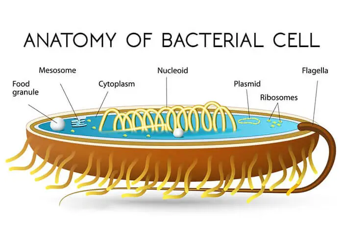 Structure-of-Bacterial-Cell