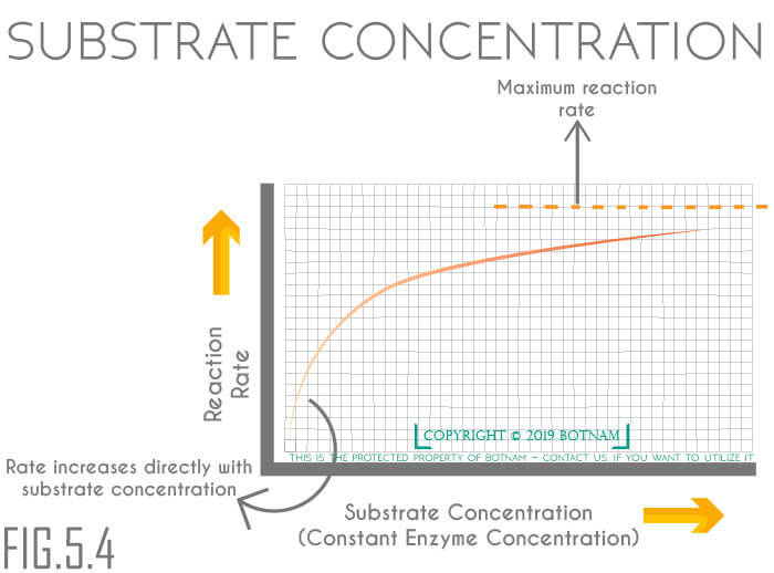 Substrate-Concentration-Graph