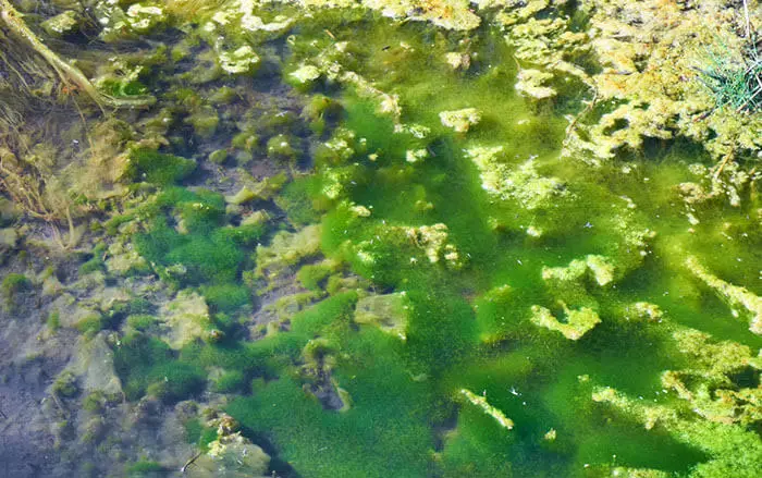 algae-blooms