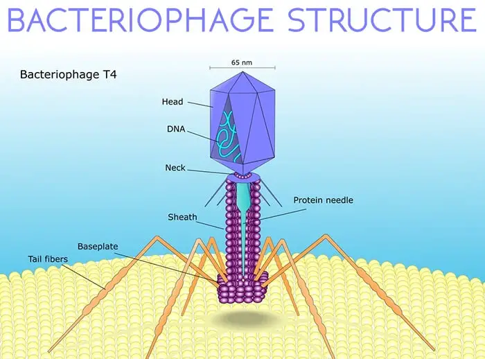 bacteriophage-structure