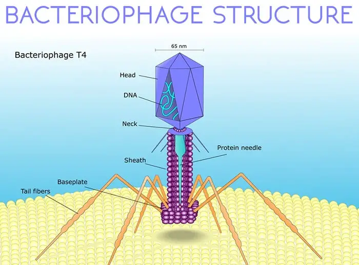 T4 Bacteriophage History, Structure, Life Cycle (2024)