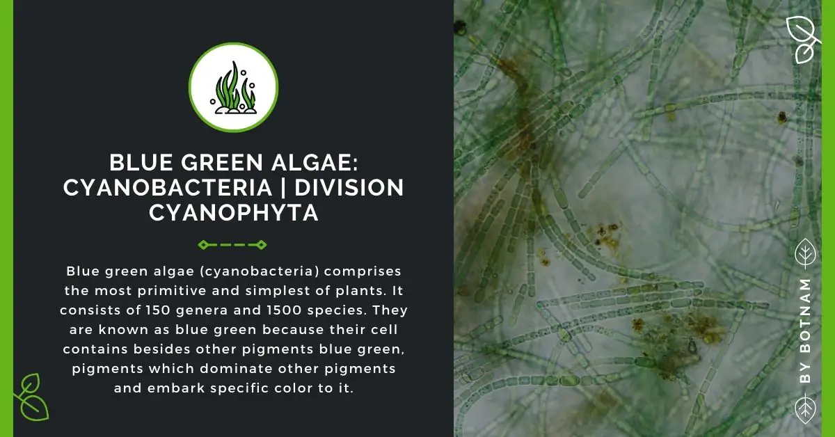 Blue Green Algae: Cyanobacteria | Division Cyanophyta (Guide 2024)