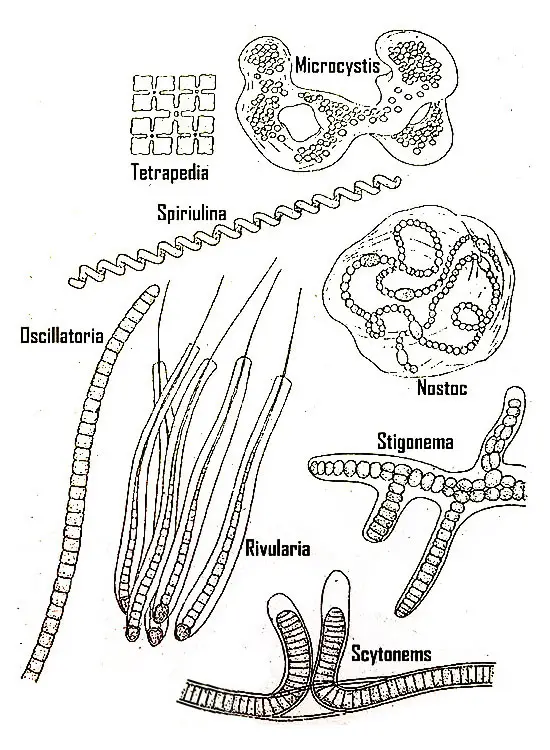 Structure of blue-green algae, cyanophytes or cyanobacteria