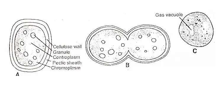 chroococcus-sp