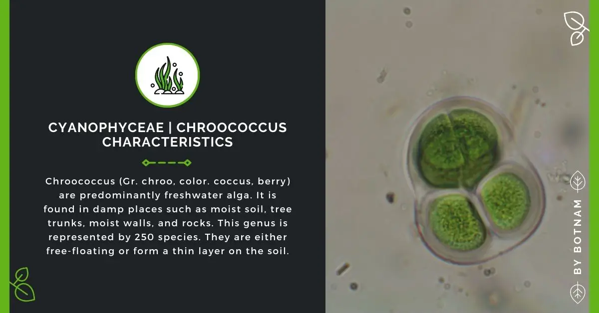 Cyanophyceae | Chroococcus Characteristics, Structure And Reproduction 2023