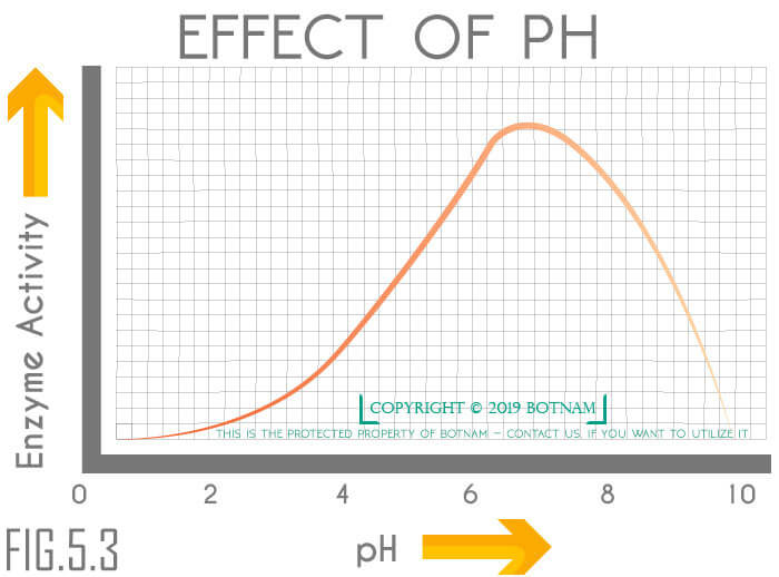 effect-of-ph-on-enzyme-activity