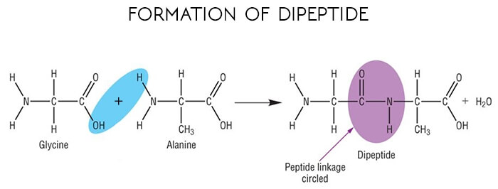 formation-of-dipeptide