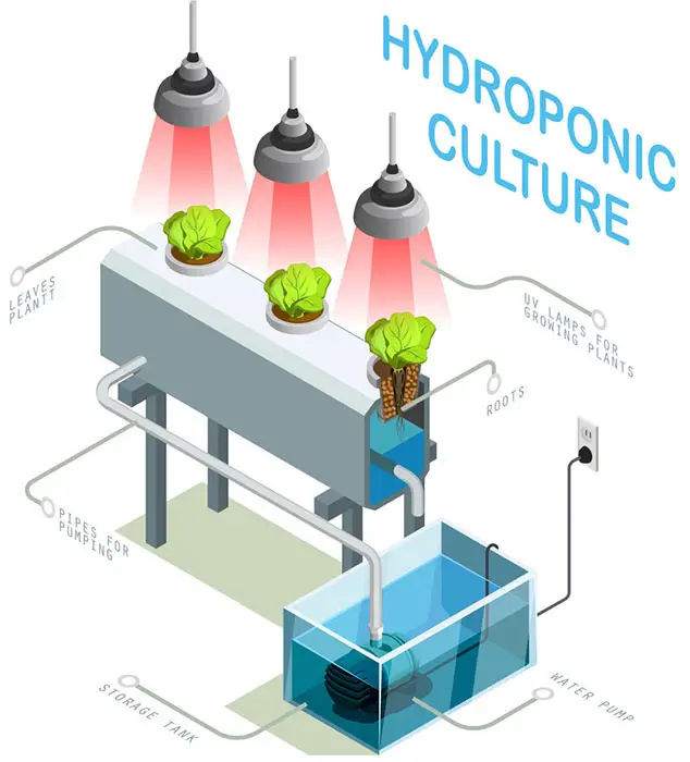 hydroponic-culture