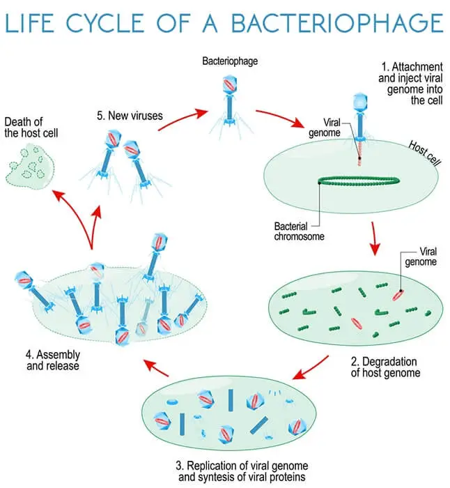 life-cycle-of-a-bacteriophage