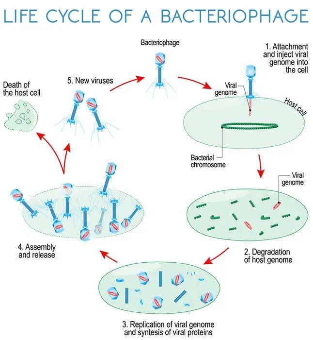 T4 Bacteriophage History, Structure, Life Cycle (2024)