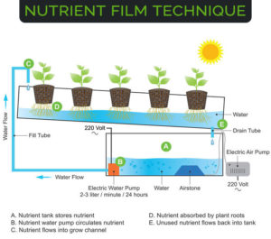 Mineral Nutrition Types, Deficiency, Symptoms (2024)