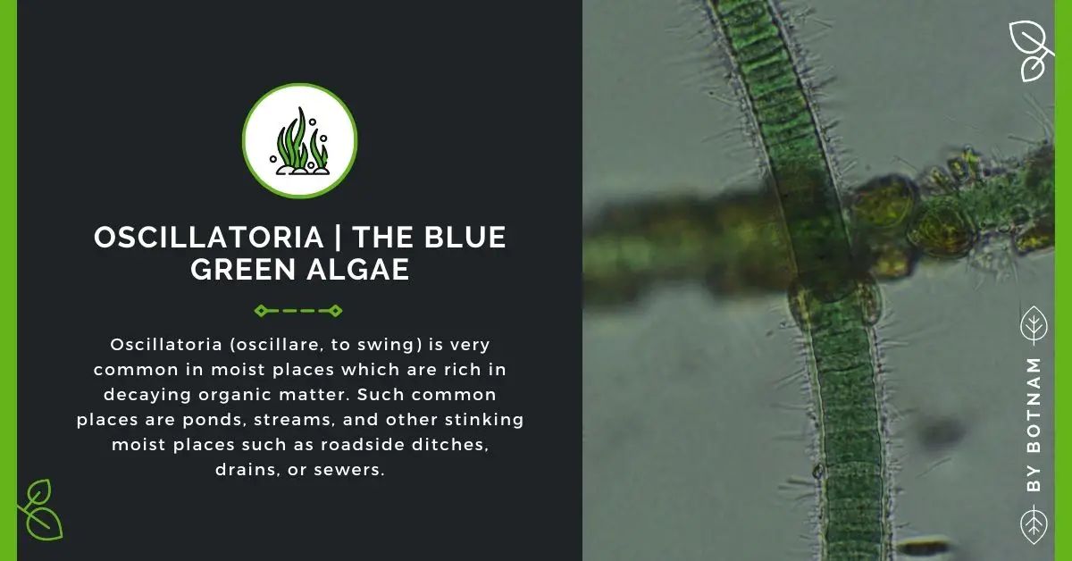 Oscillatoria | The Blue Green Algae (Guide 2023)