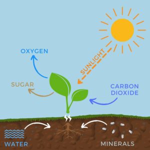 Photosynthesis Definition & History Of Photosynthesis [2024]