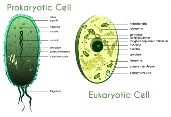 What Is Algae | The Life Cycle Of Algae (Guide 2024)