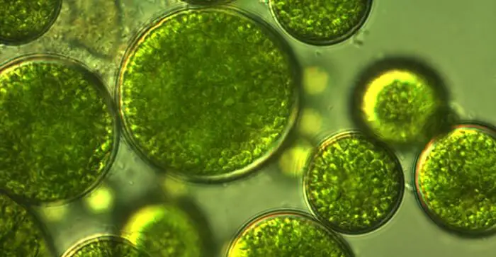 reproduction-in-algae