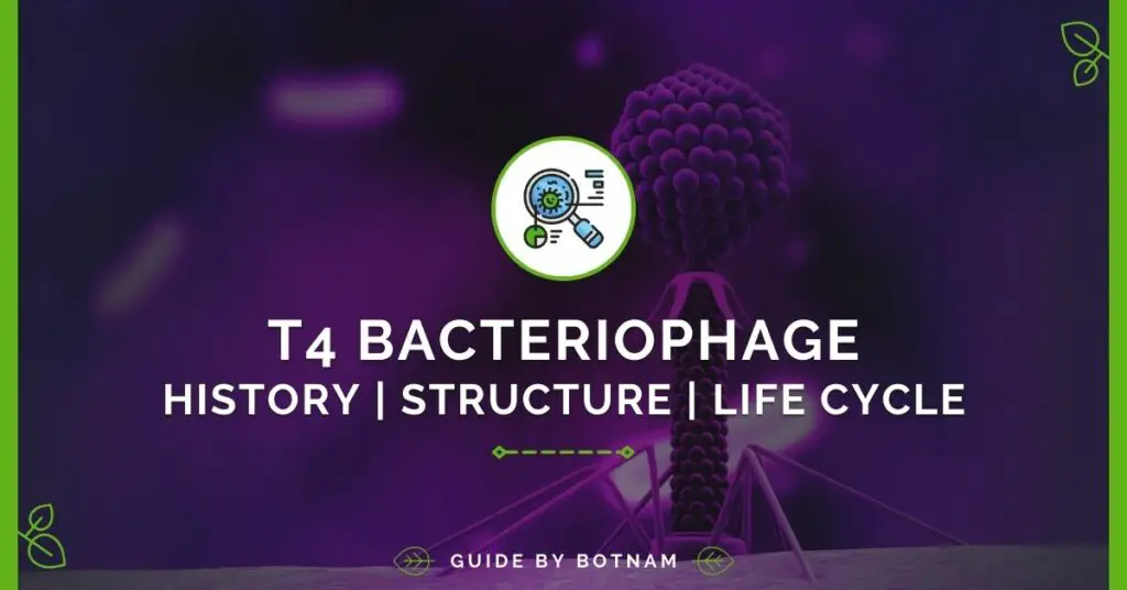 Bacteria Guide The Life Cycle Of Bacteria (2024)