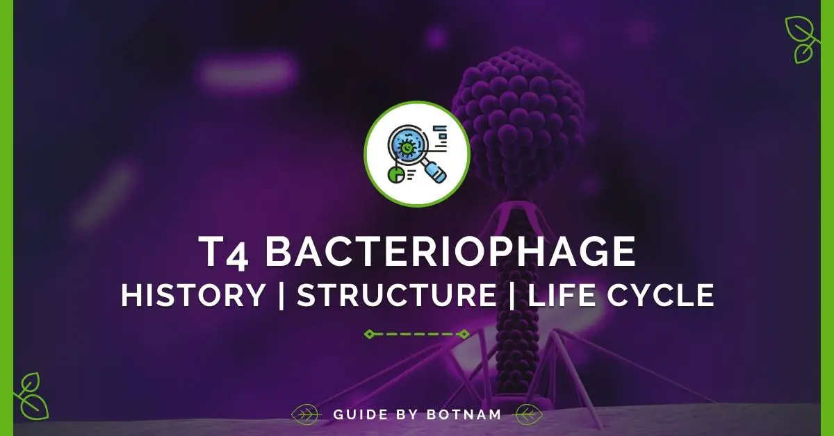 T4 Bacteriophage | History, Structure, Life Cycle 2022