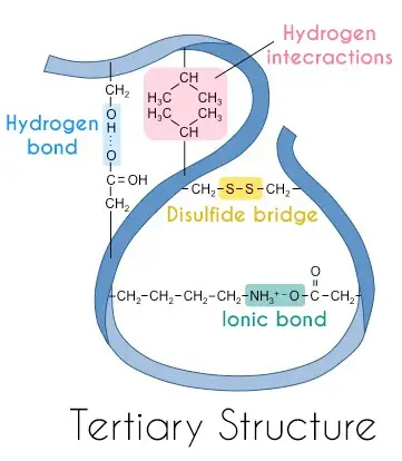 tertiary-structure-of-an-enzyme