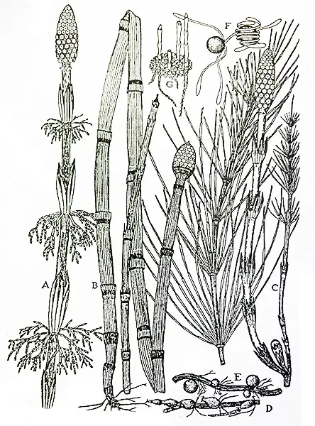 Equisetum-Species