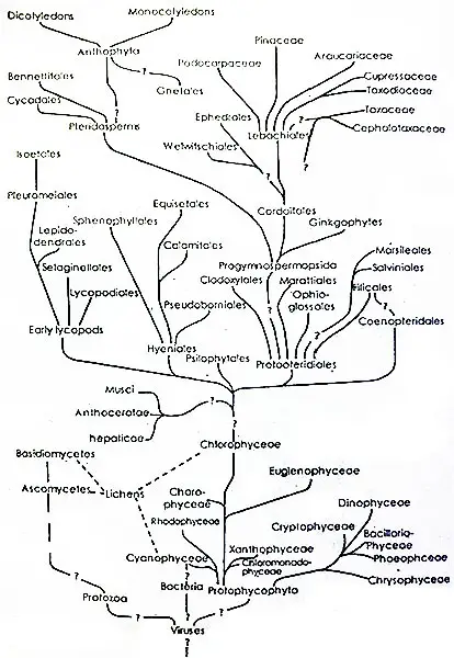 Phylogenetic-Relationship-Diagram